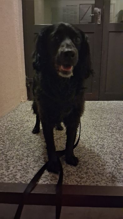 Pies w typie cocker spaniela