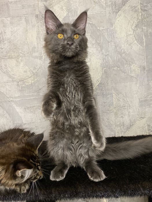 Клубная девочка Мейн кун
