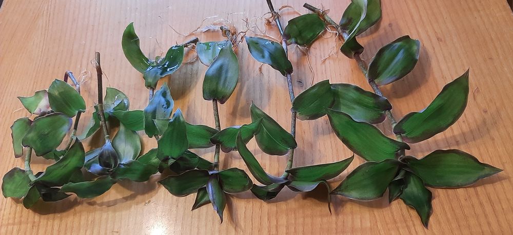 Trzykrotka DRAGON TAIL ogon smoka variegata w regresie