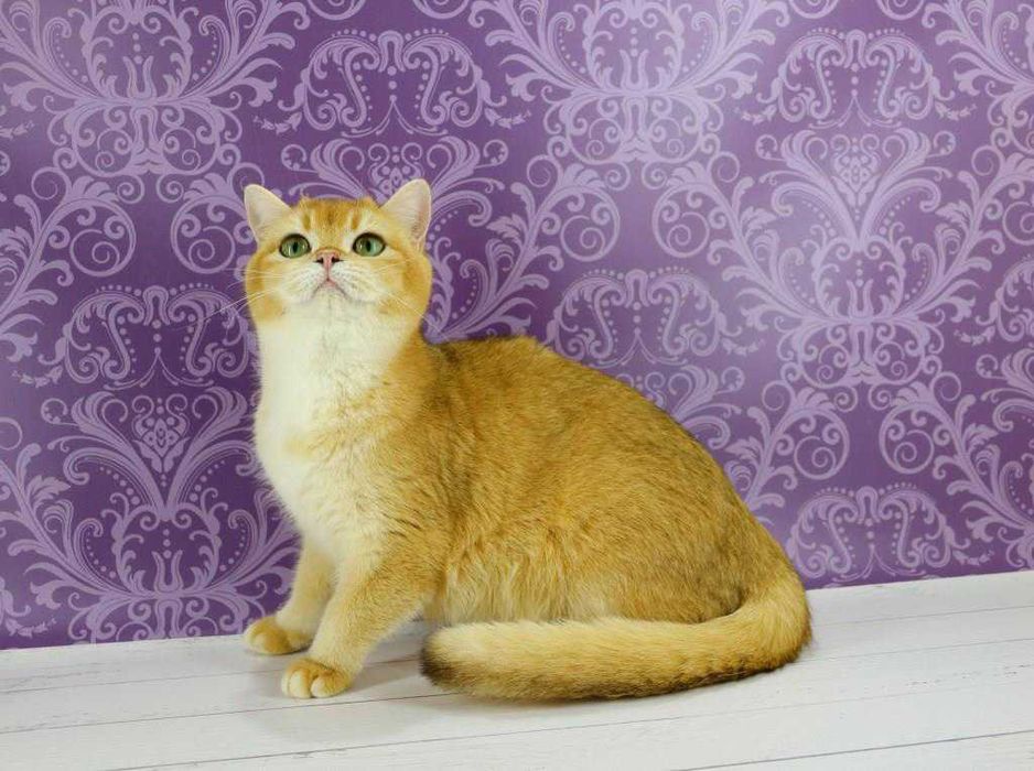 Чудесная золотая британская кошечка с прививками