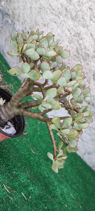 Planta Suculenta