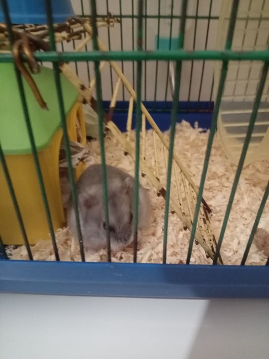 Хомячок (джонгарик)+клетка, домик,колесико мисочка,прогул.шар.