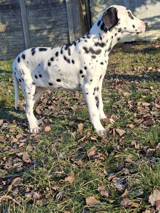 Dalmatyńczyk piesek chłopak