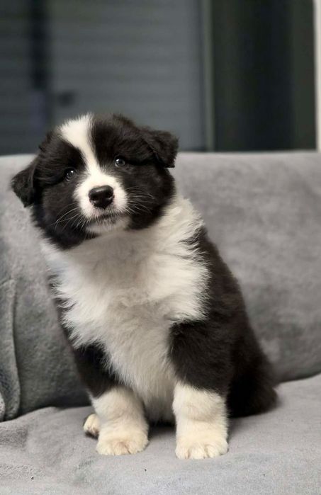 Owczarek australijski suczka