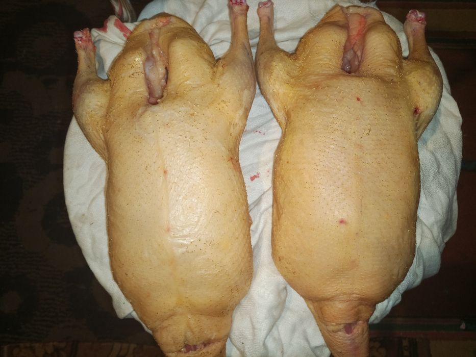Продам домашних уток
