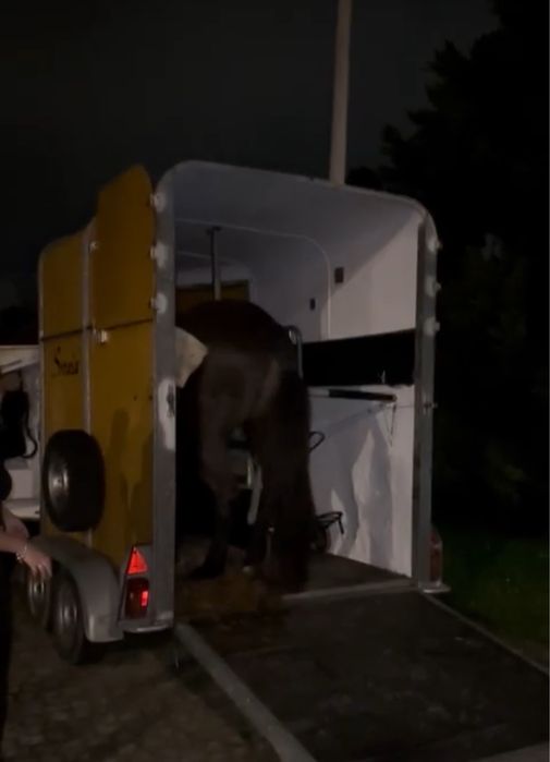 Atrelado para cavalos