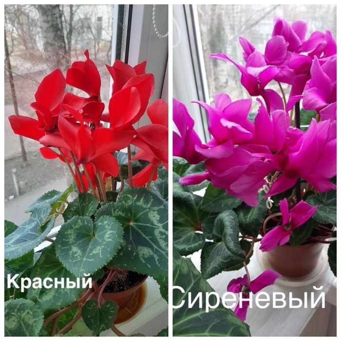 Семена цикламена