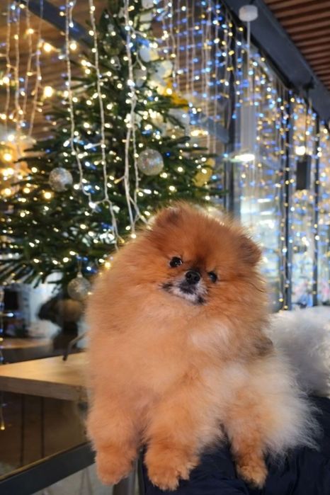 Гарний хлопчик.      .