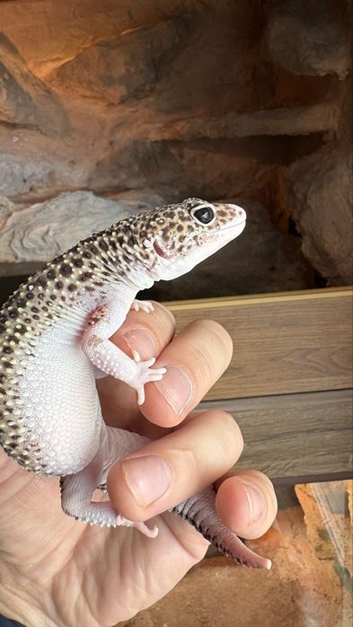 Gekon Lamparci ( Eublepharis Macularius ) Mack snow eclipse het tremper het blizzard. Samica.