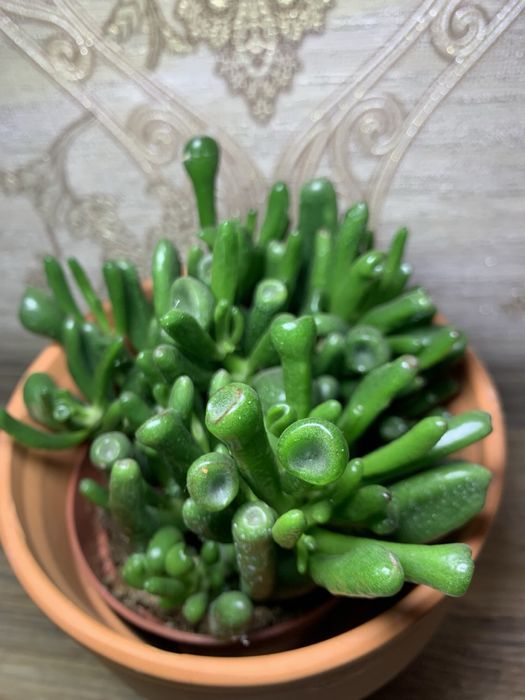 Красула Хоббіт /  Hobbit