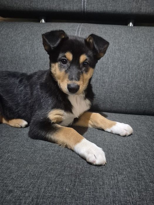 Цуценята в добрі руки