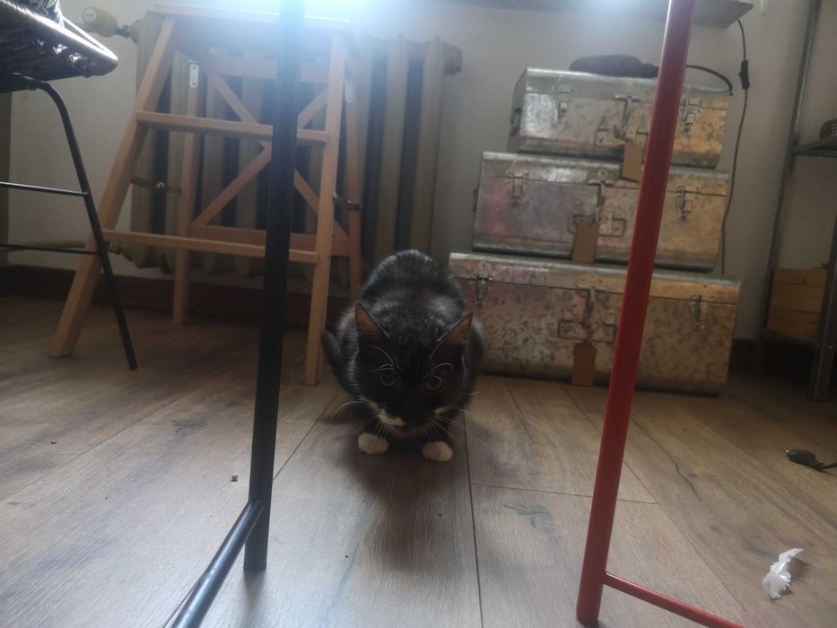 2 zdrowe koty domowe szukaja nowego domku