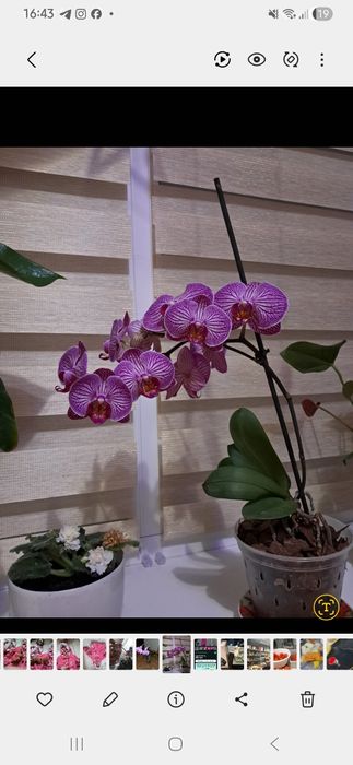 Реанімашки орхідеї