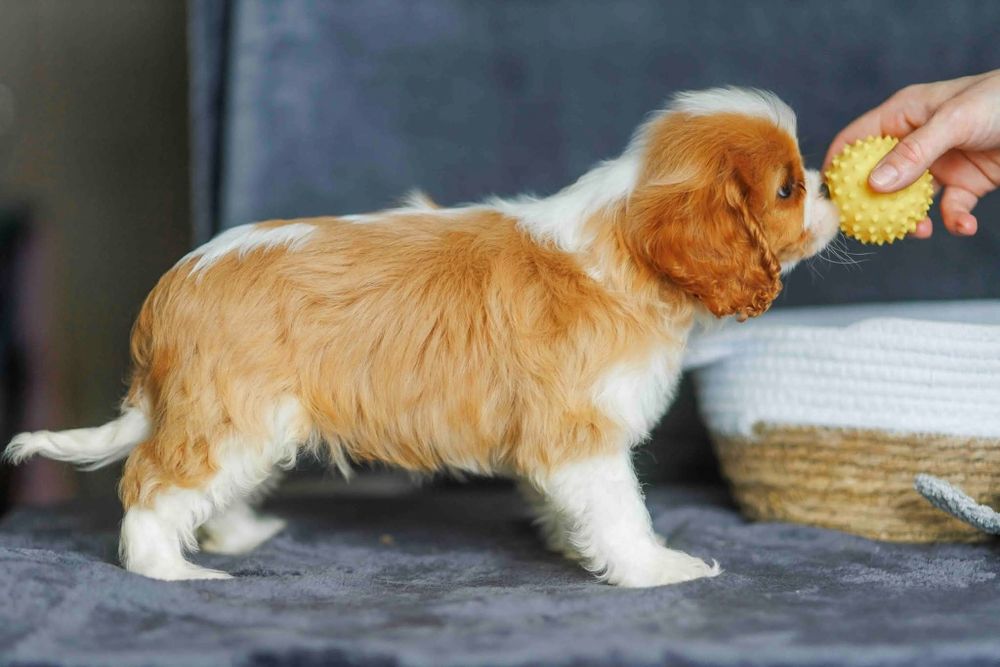 Дуже красиві дітки кавалер кінг чарльз спанієля.

Дуже красиві дітки к