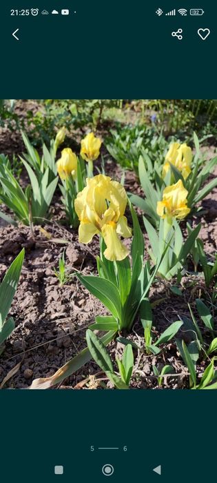 Примули #примула #іриси