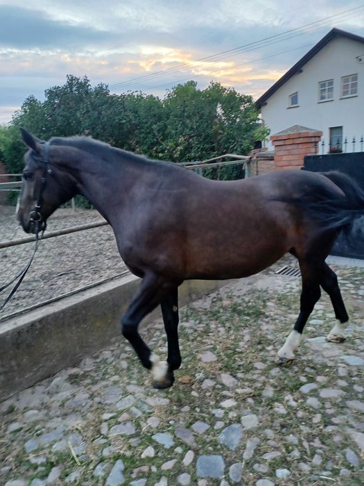 "Sprzedam konia, spokojna klacz (bardzo dobra matka)"