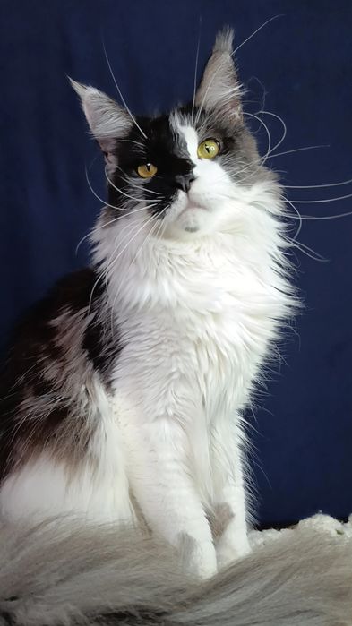 Котик породы Мейн Кун