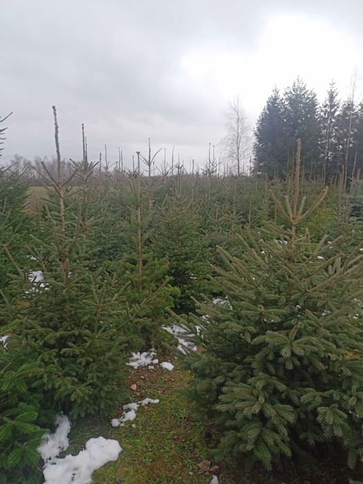 Choinki cięte w i donicach z własnej plantacji