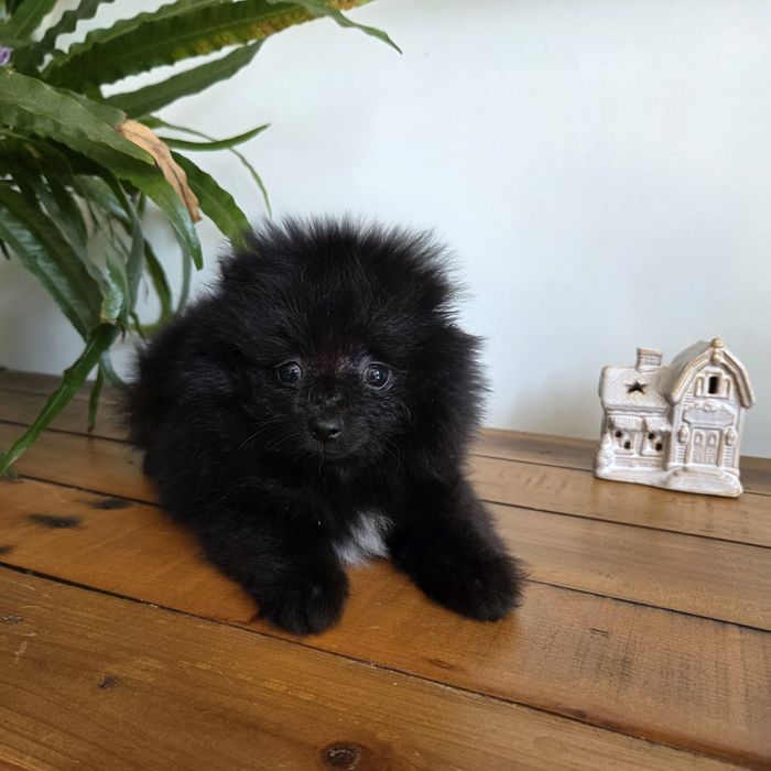 Szpic miniaturowy, pomeranian ,sunia