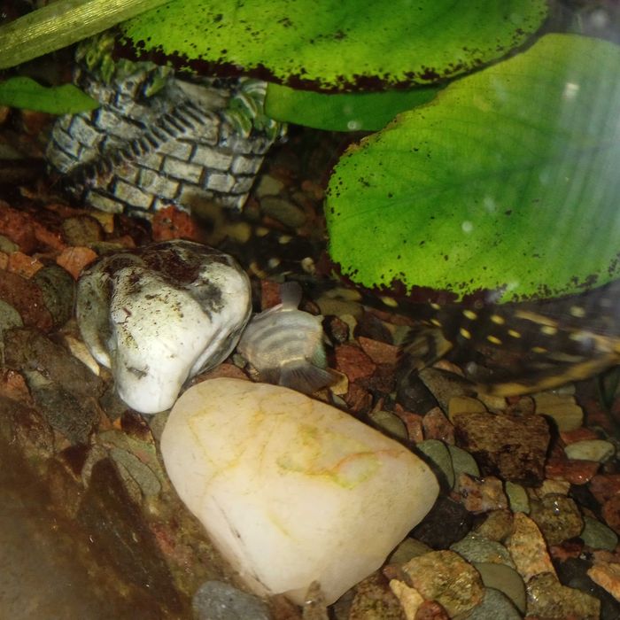 Сом Агамікс білоплямтистий