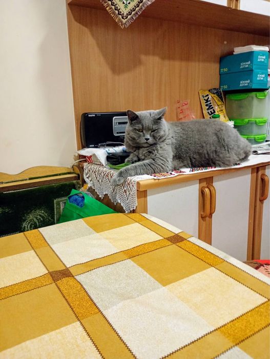 Віддамо кота в гарні руки