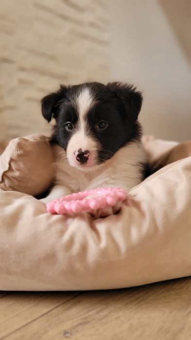 Border Collie piesek