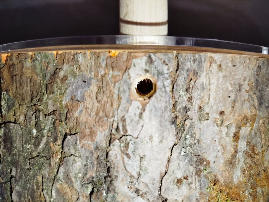 Деревянная муравьиная ферма. Дерев'яний формікарій (гніздо) для мурах.