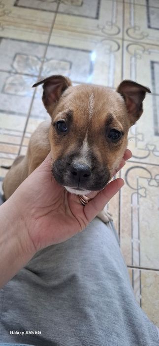 Цуценята Амстафф