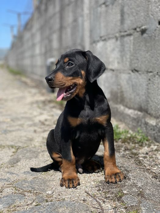 Dobermann cor preta