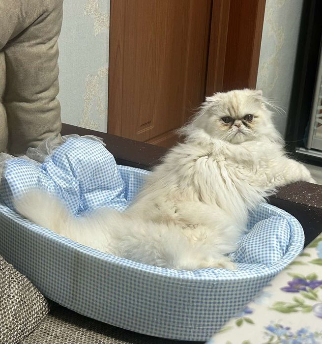 Персидский мальчик
