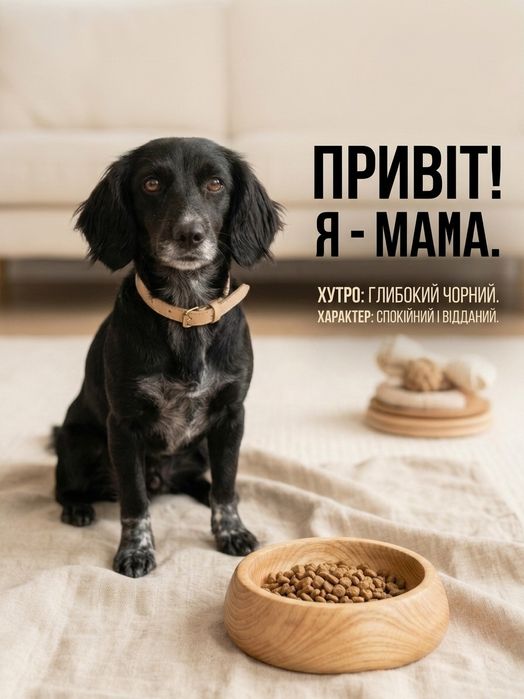 Цуценята шукають родину.