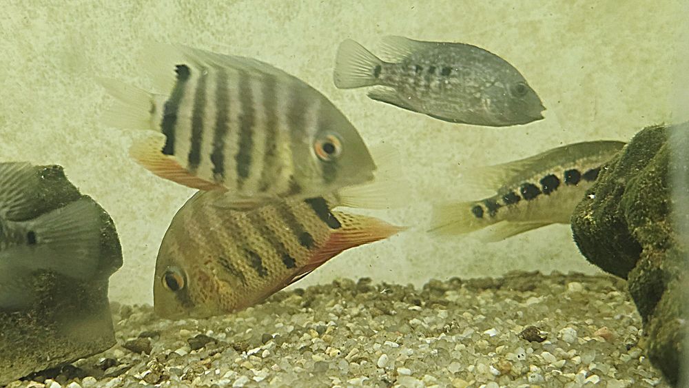 Tenho Heros  Severum jovens  para venda