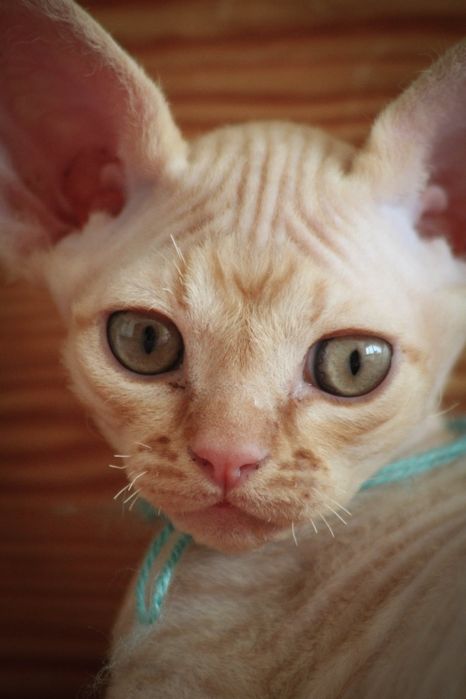 Kocurek Devon rex FPL