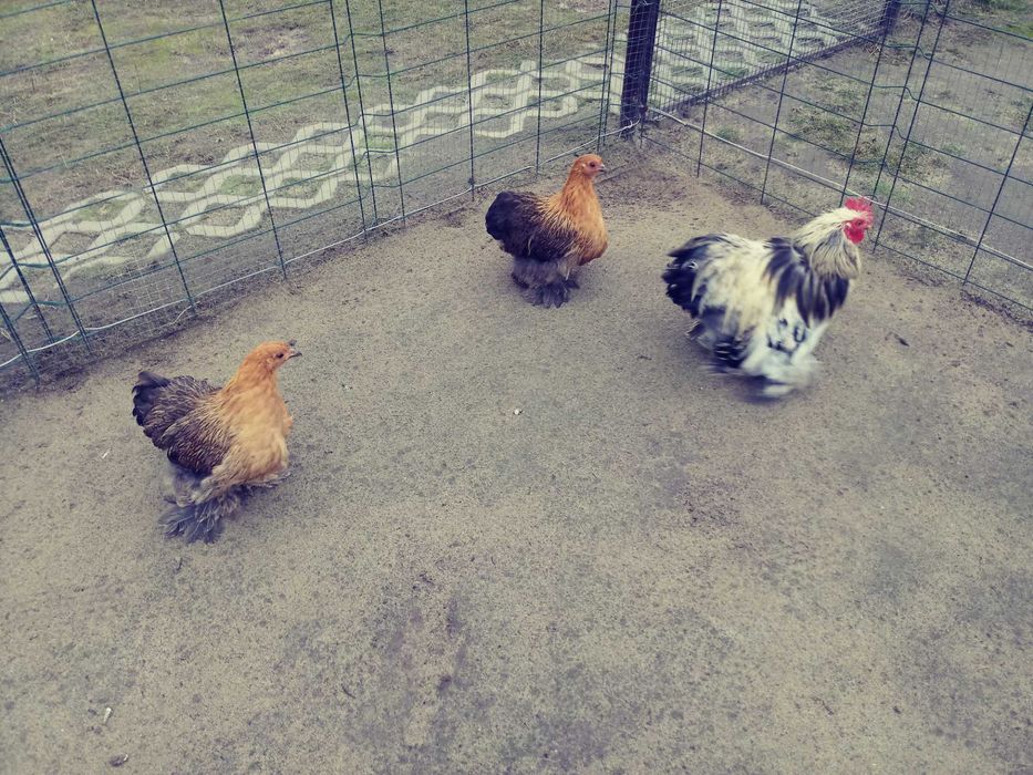 kochin miniaturowy karzełek kury 2025