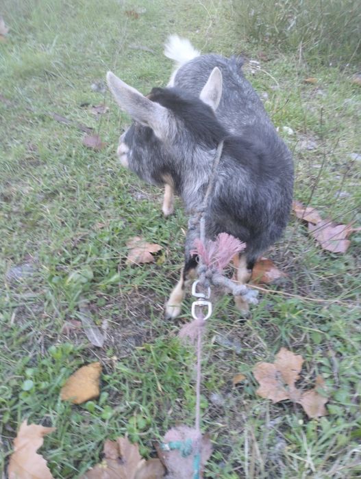 Vendo cabra mais informações WhatsApp