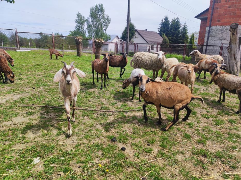 Sprzedam konie, kozy, owce