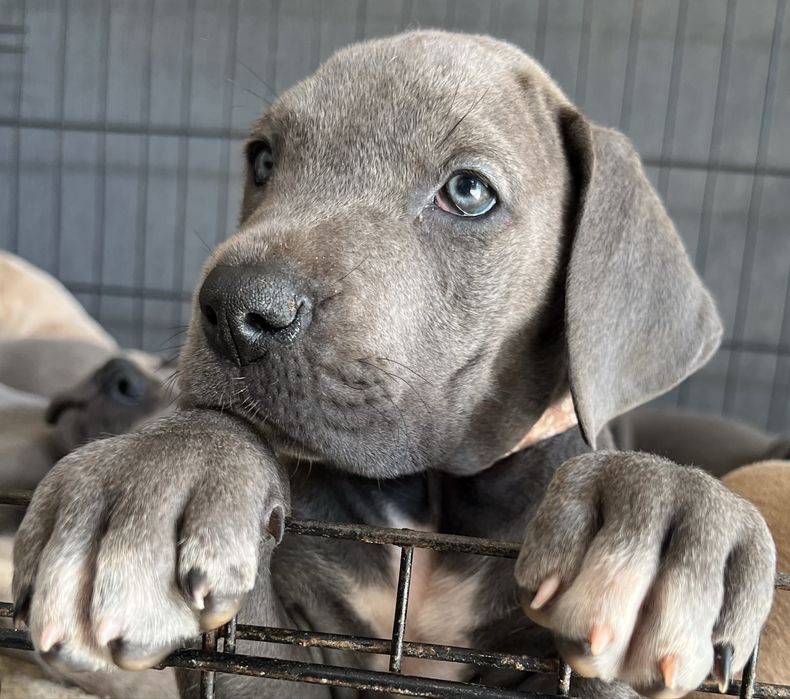 Dogue alemao Azul Fêmea