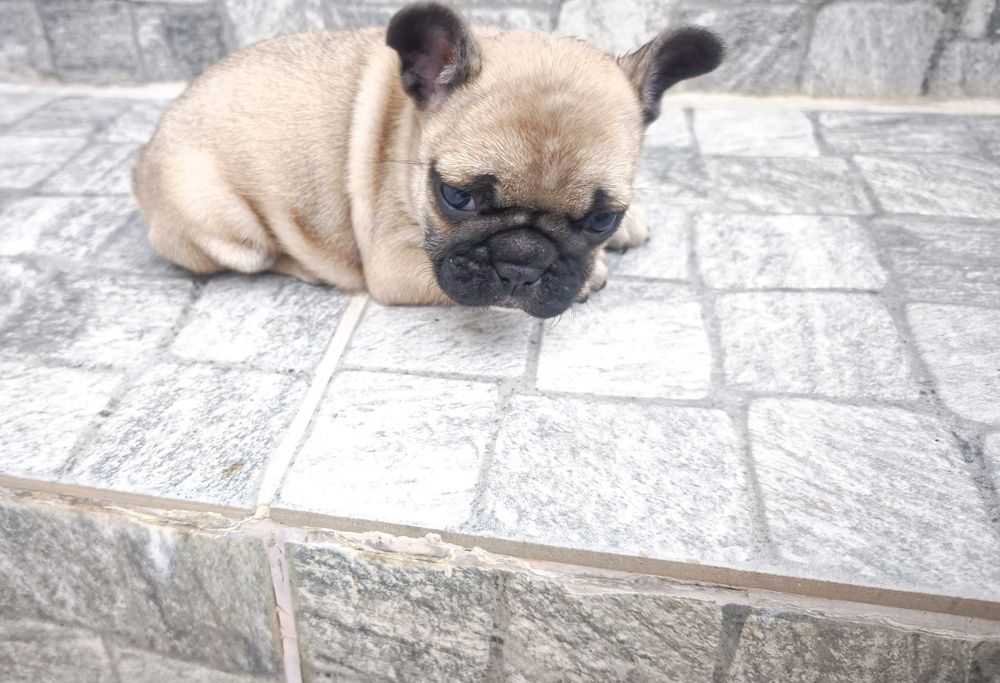 Buldogue Francês Fêmea Fulvo