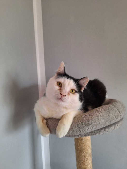 Pokochaj łaciatego kocurka który długo czeka na dom :(