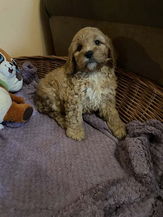 Spaniel -Pudel-Cockapoo