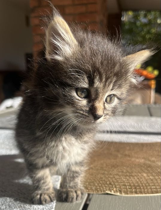 Кошеня Київський Шелкомур