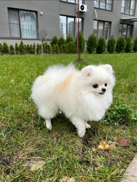 Мініатюрний померанський шпіц / шпиц — білий хлопчик, подарункова ціна