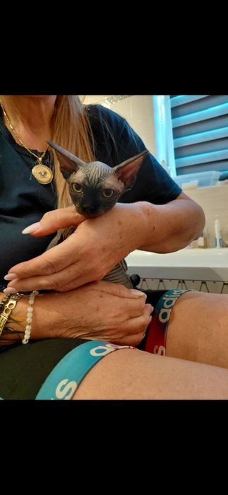 Kotka sfinks polecam