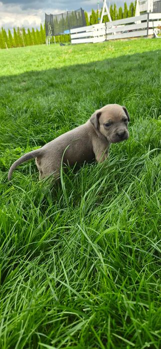 Cane corso rodowodowy piesek