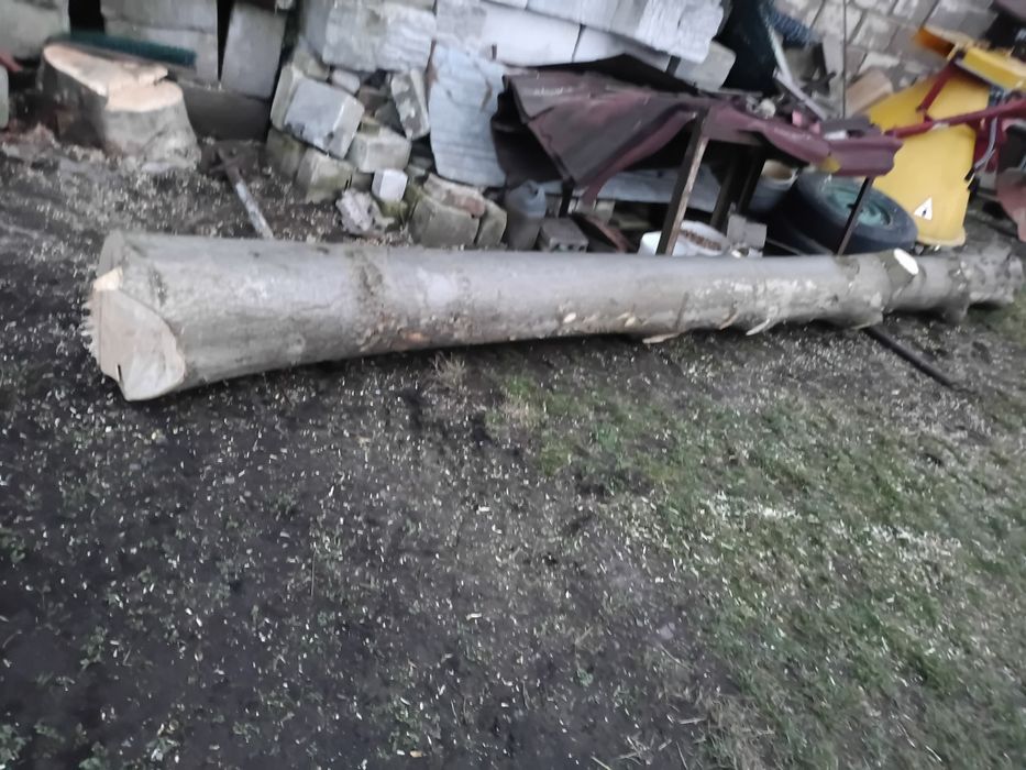 Drzewo jesiona kawałek odzimkowy