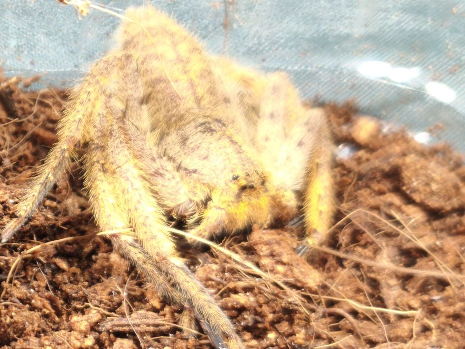 Heteropoda davidbowie – jaskrawy pająk spachacz, prawdopodobnie samica