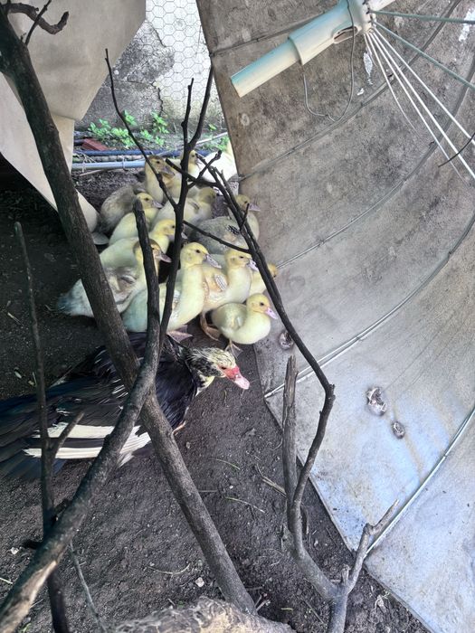 Patos  pequenos e grandes