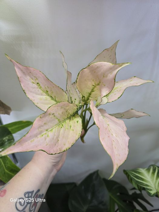 Aglaonema Rosy Rosy