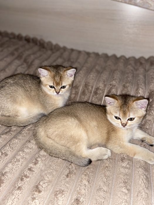 Британські дівчатка золотої шиншили,продажа