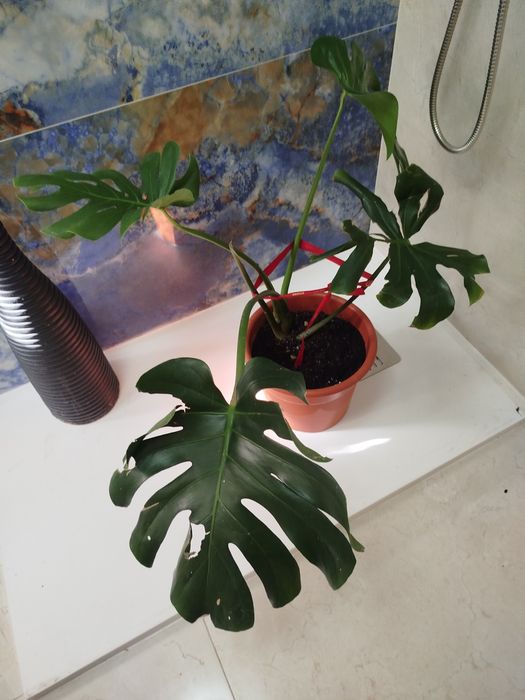 Planta natural Monstera deliciosa Costela -de -Adão